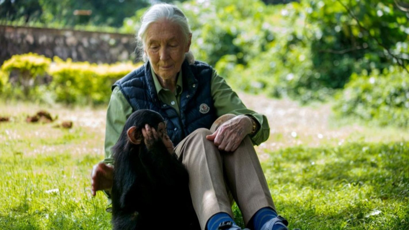 Jane Goodall