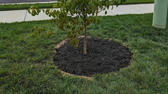 "I was hoping to not have to dig up the root ball again, but I know it would be the best long-term fix."