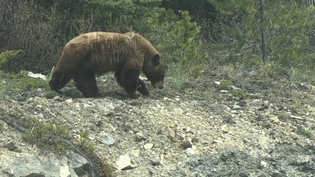 "In any case, no one should get out of their vehicles while photographing any wildlife."