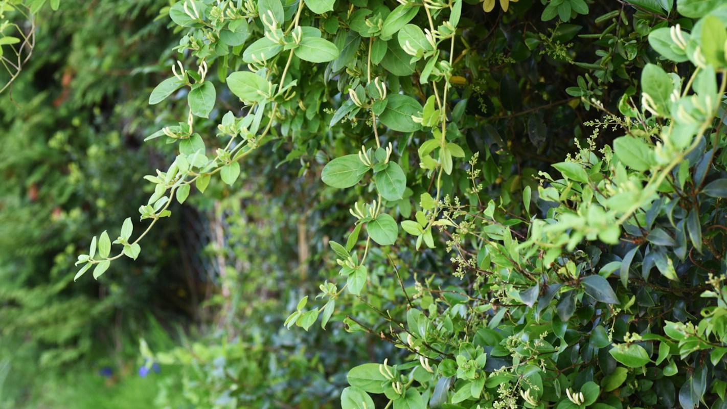 If you're struggling with an invasive species, there's hope.