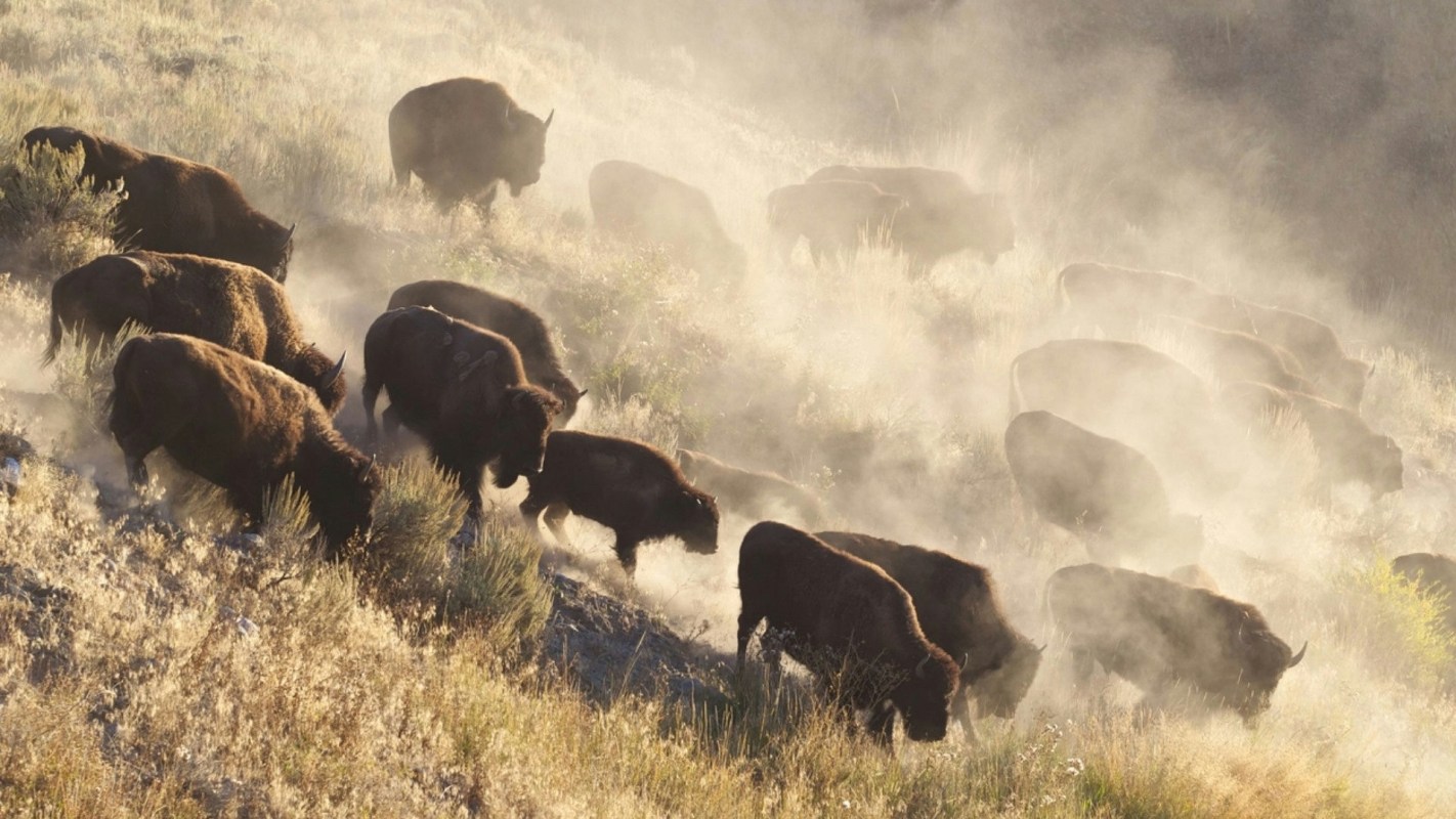 "To think that millions of these animals once roamed the North American continent."