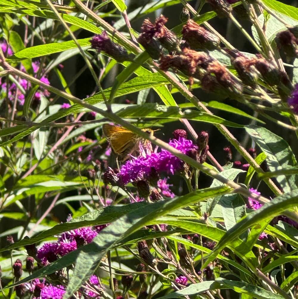 The plant in the photo is no shrinking violet; it's nearly 6 feet tall, even in partial shade.