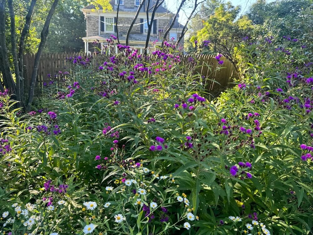 The plant in the photo is no shrinking violet; it's nearly 6 feet tall, even in partial shade.