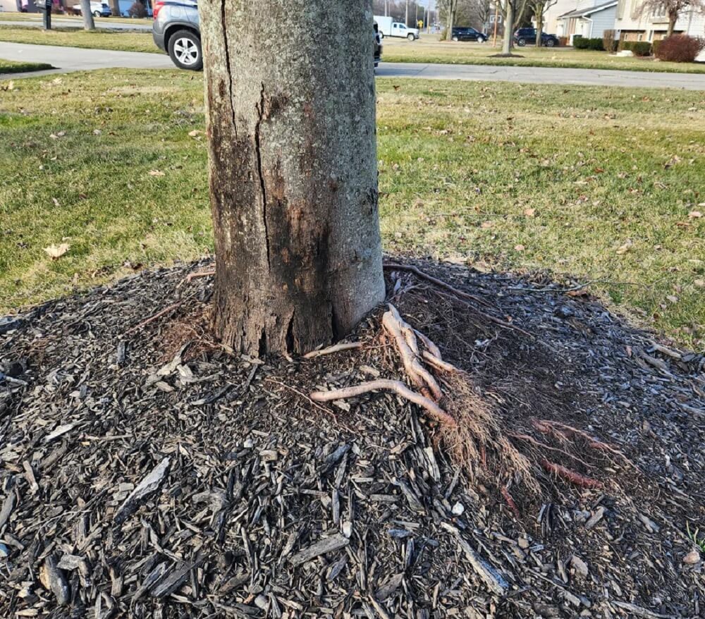 This deprives the tree of essential nutrients while also basically strangling itself with its own roots.