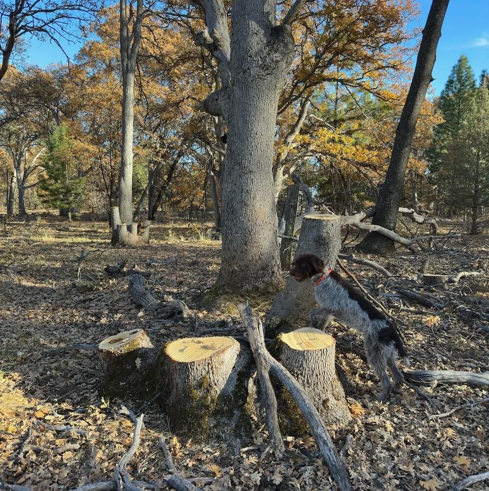 "The logger and the forester had a miscommunication."