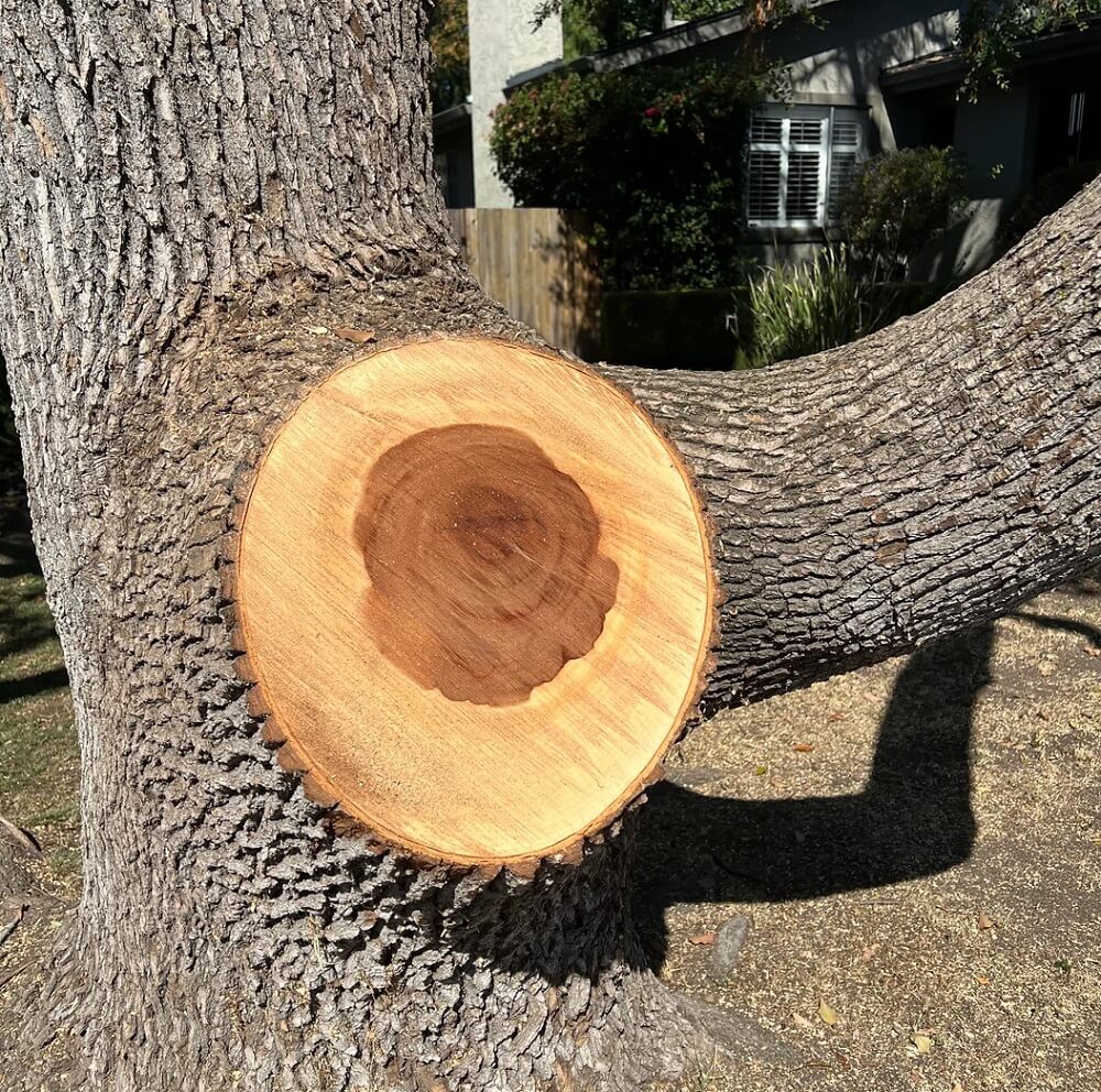 "It has definitely reduced the tree's lifespan."