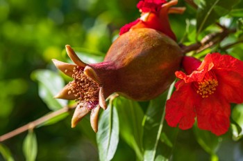 "I'm so confused, who wouldn't want a pomegranate tree?"