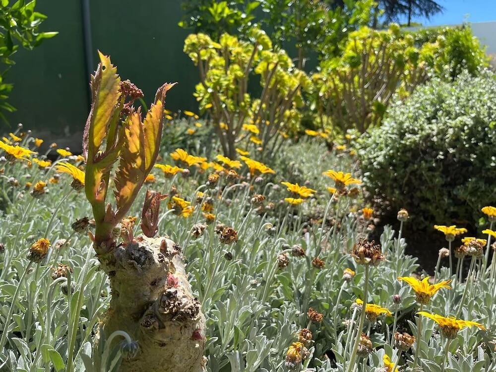 "It sure does look similar to waterwise gardens here."