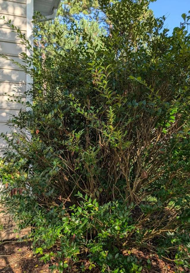 Removing invasive plants from your yard can be a win for the environment — but only if you do it correctly.