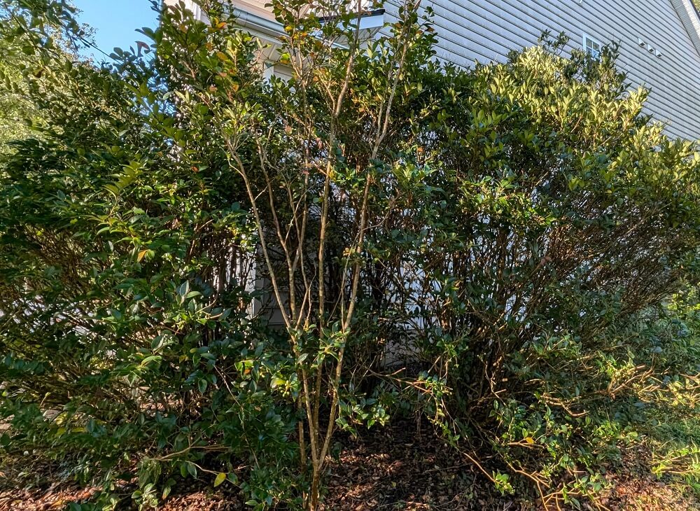 Removing invasive plants from your yard can be a win for the environment — but only if you do it correctly.