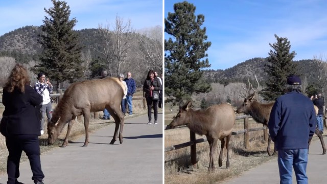 "That elk could kill you with one headbutt."