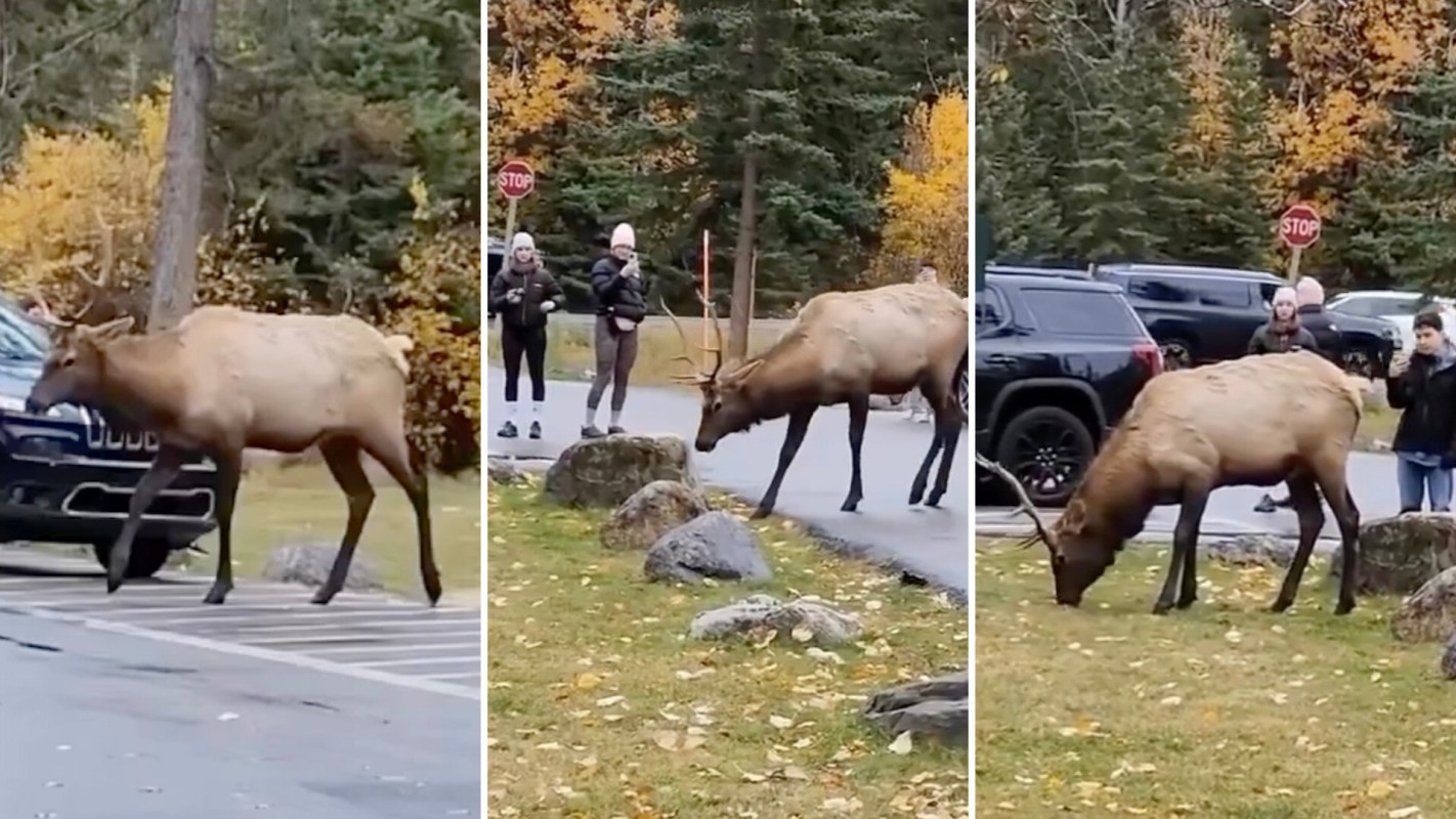 When it comes to close encounters with wildlife, humans don't always walk away unscathed.