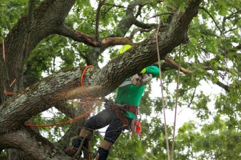 "It has definitely reduced the tree's lifespan."