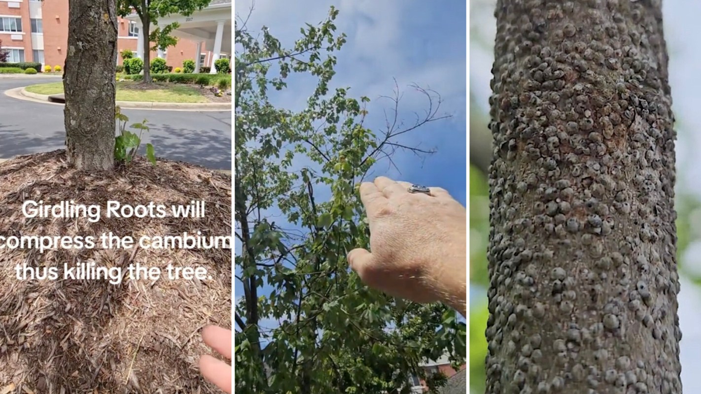 "I will make sure to tell my arborist.”