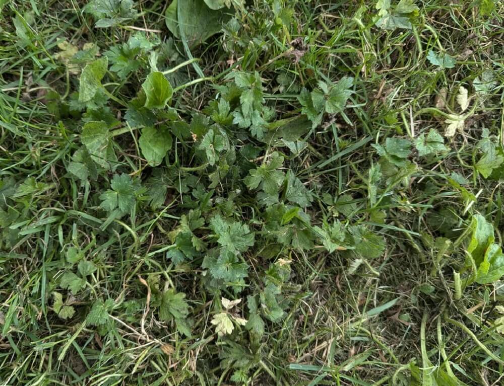 "I am finally trying to deal with the jungle outside my front porch."