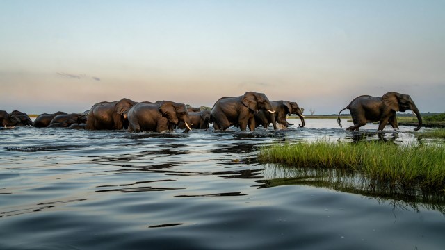 "Botswana is home to a third of all African elephants."