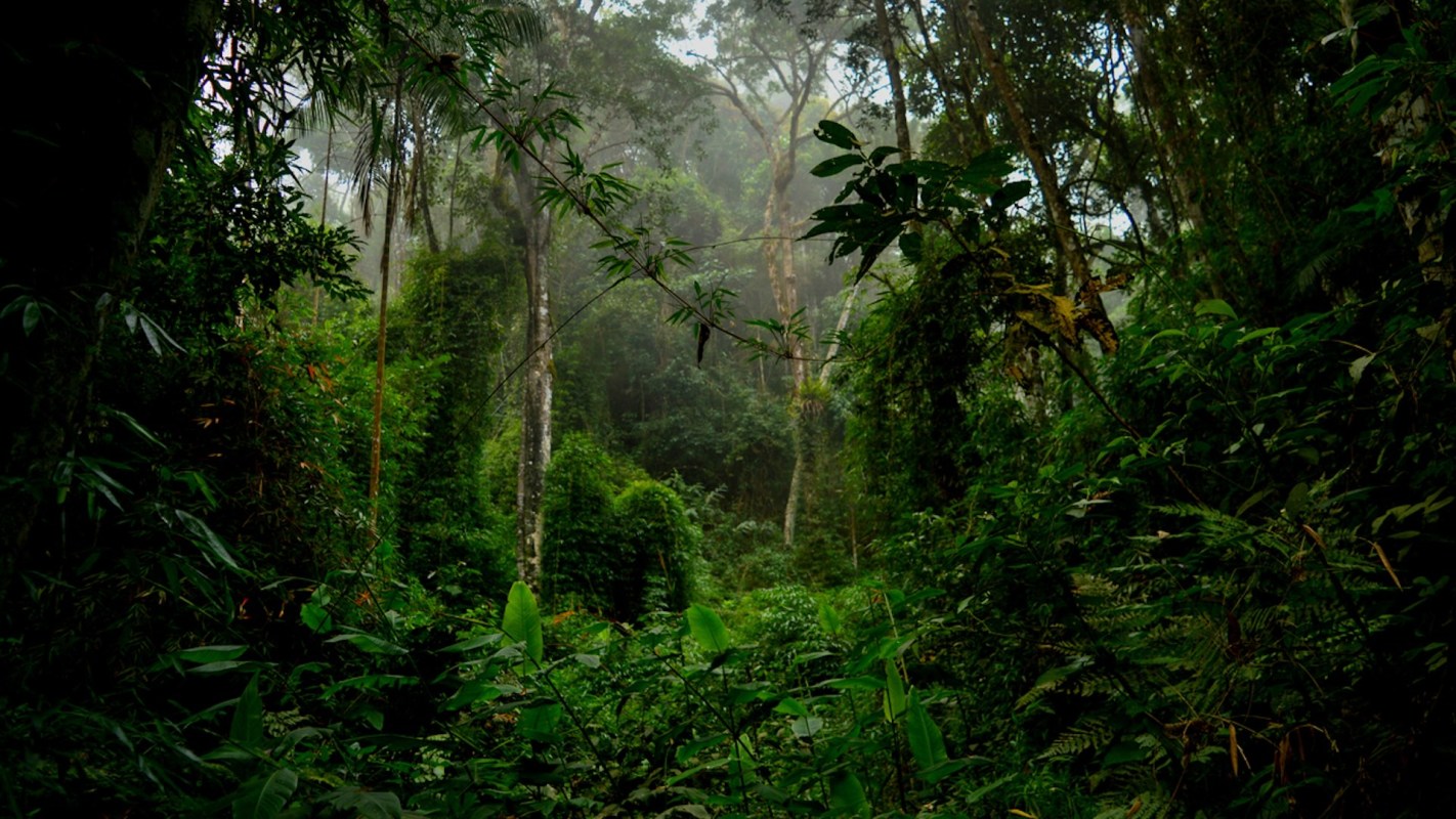 To top it all off, Stoppe used the deforested areas as illegal cattle ranches.