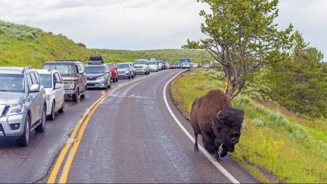 Park regulations demand that visitors stay at least 25 yards away from all wildlife, like bison, elk, and deer.