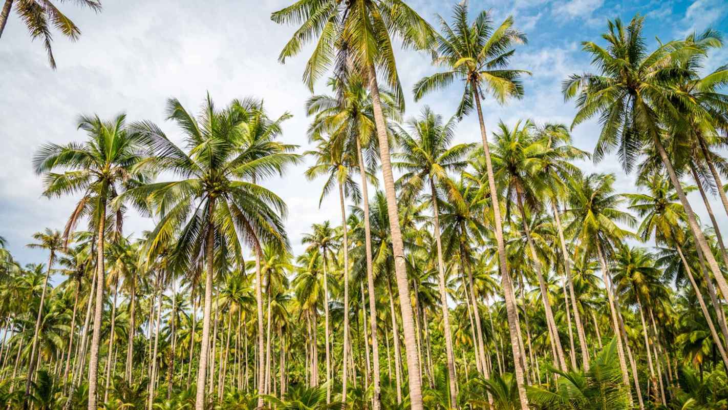 Abandoned coconut plantations are viable for rewilding.