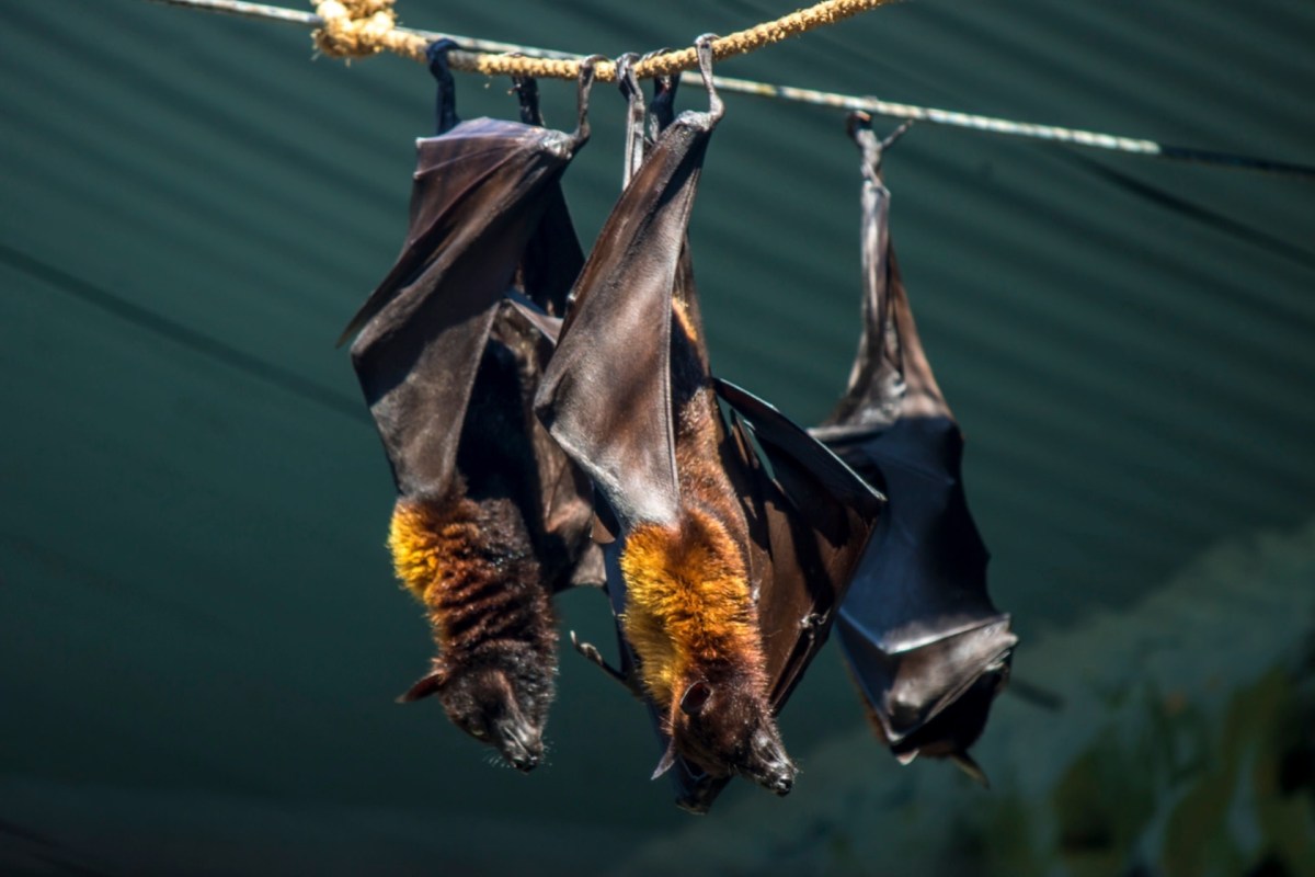 Bats are something like a mammalian canary in a coal mine.