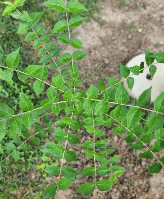 "If you kept it isolated and didn't let the seeds get everywhere, I bet you could let it grow somewhere for the sentimental value."