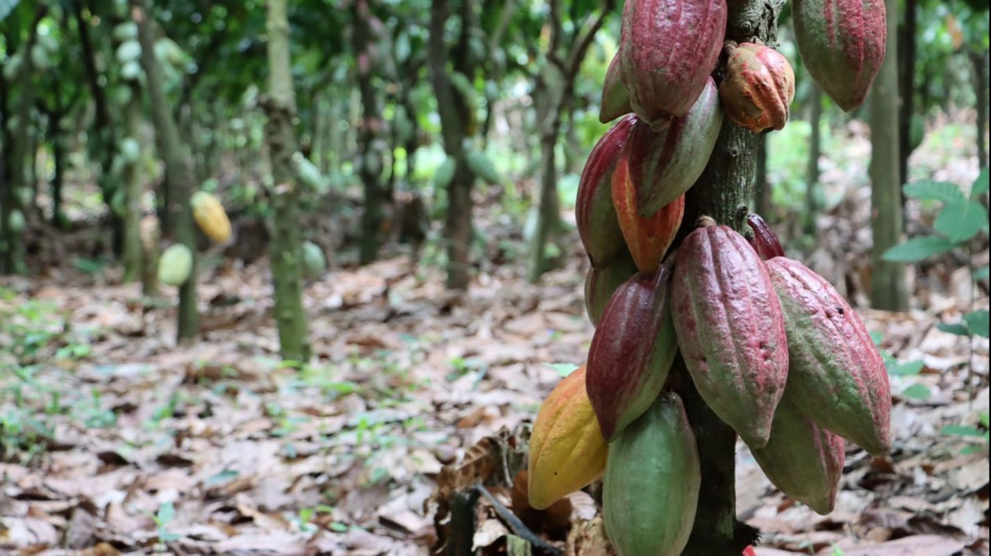 Farmers face an uphill battle when it comes to meeting rising food demands while also dealing with more erratic weather patterns.