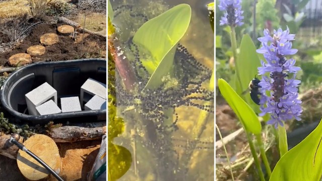 "Filled it up with rainwater and five different types of native aquatic plants."