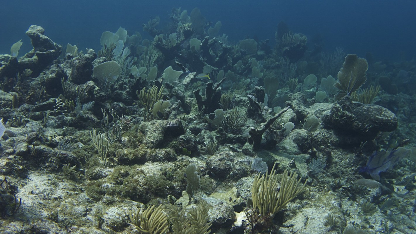 The 2024 Reef Report Card continues to show coral reef devastation.