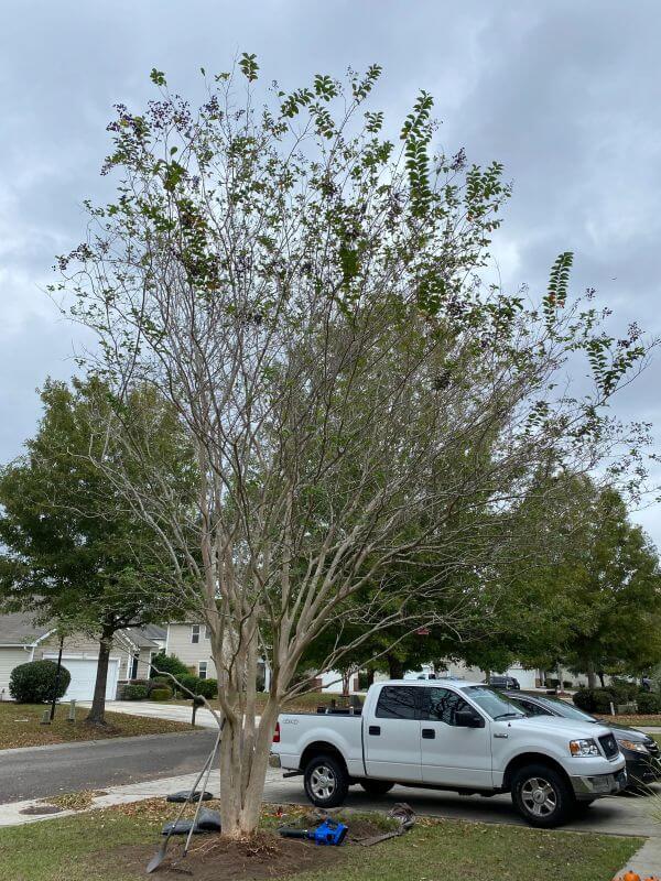 "The tree has barely bloomed in 4 years, loses most the leaves early in summer, has had some mild fungus issues."