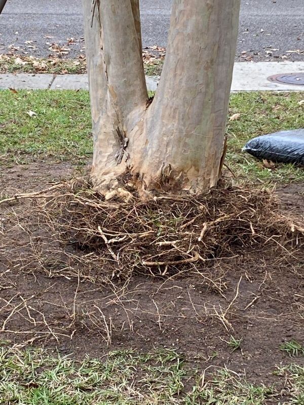 "The tree has barely bloomed in 4 years, loses most the leaves early in summer, has had some mild fungus issues."