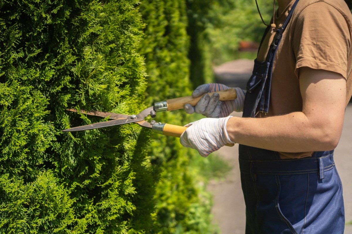 "This is where you get an arborist over a landscaper."