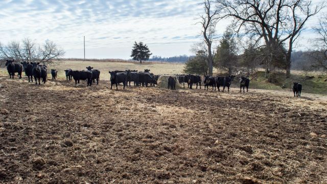 In the Great Plains, these droughts have been causing significant concern for cattle farmers.