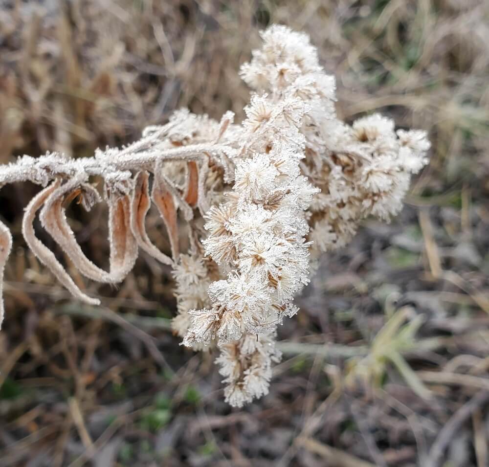 "Learning about native plants has actually done a lot for my winter depression."