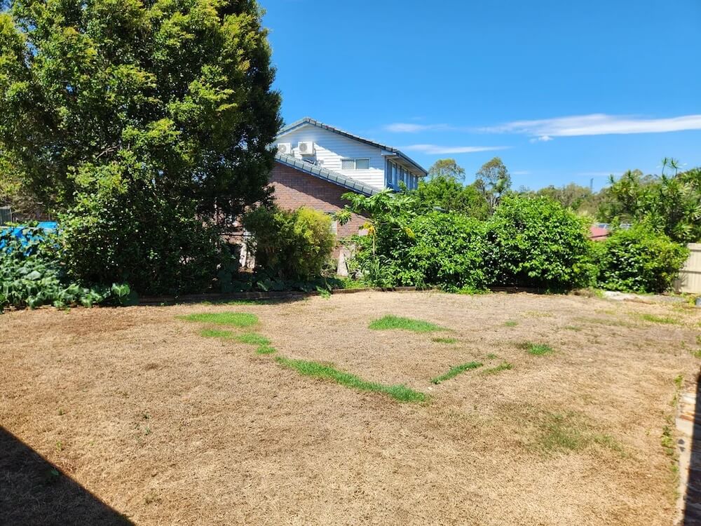 "Apparently the weed killer was too concentrated because the lawn is basically dead."