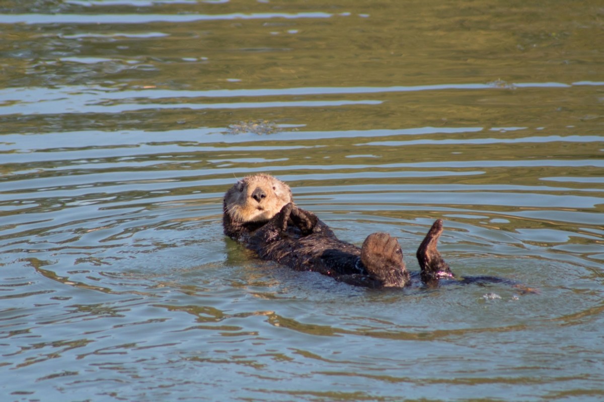 “One of the most invasive species in the marine environment.”