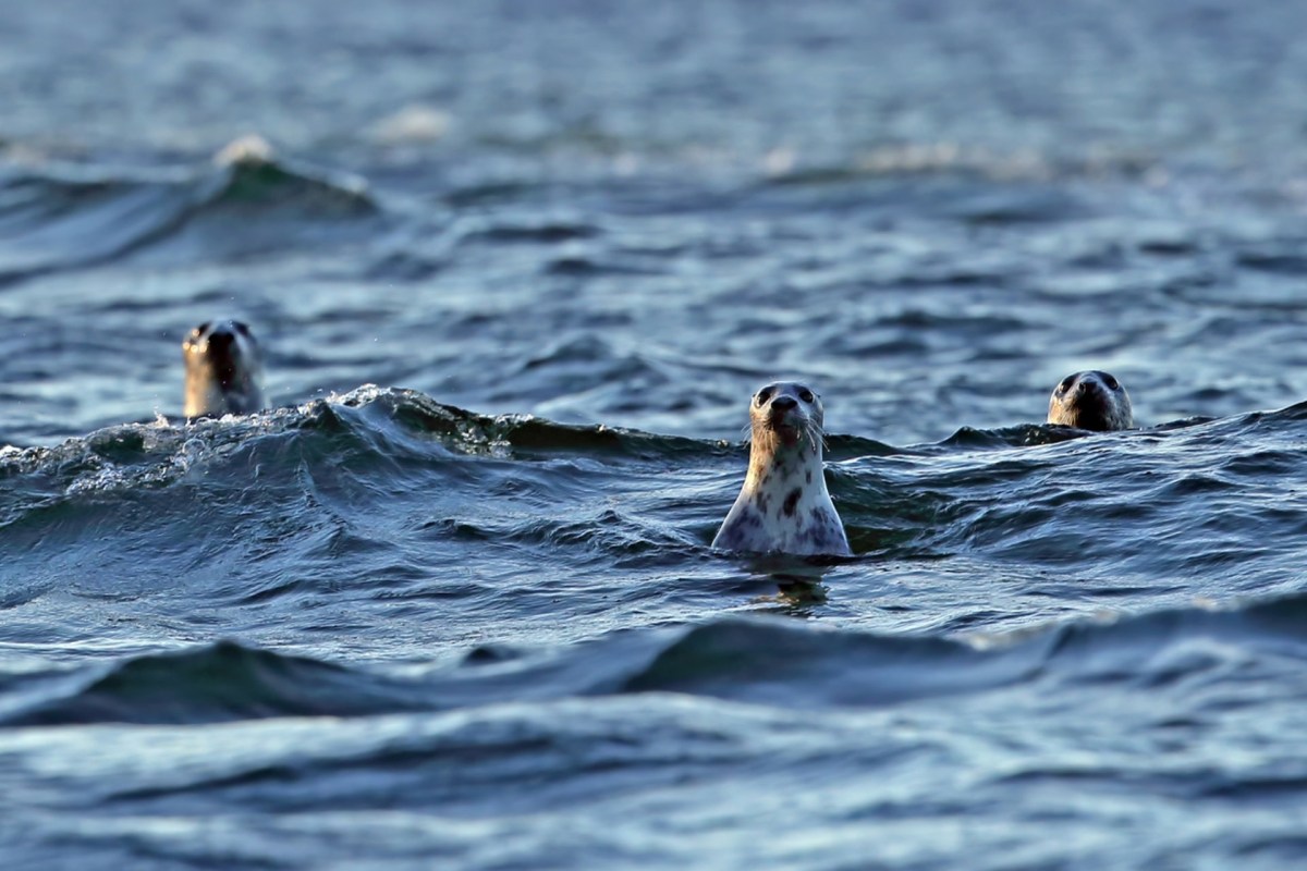 As of November 2024, the Orford Ness colony likely has over 400 seals, including 80 pups born this season.