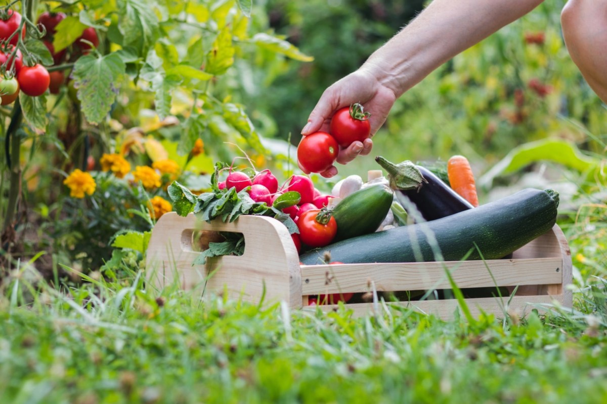 "We really need to get people back to growing their own food."