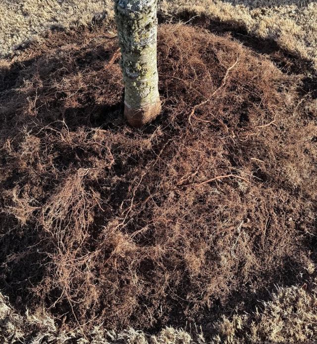 This homeowner revealed that removing the mistake was not as simple as digging up the mulch.