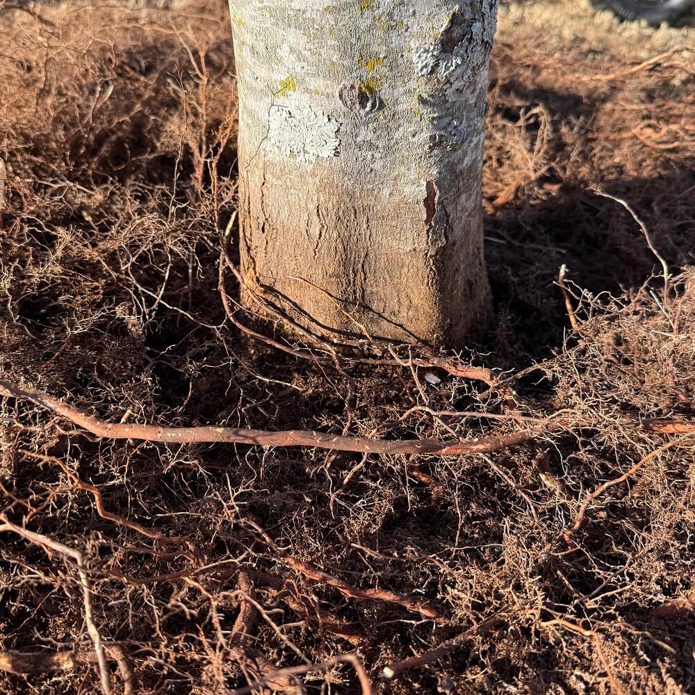 This homeowner revealed that removing the mistake was not as simple as digging up the mulch.