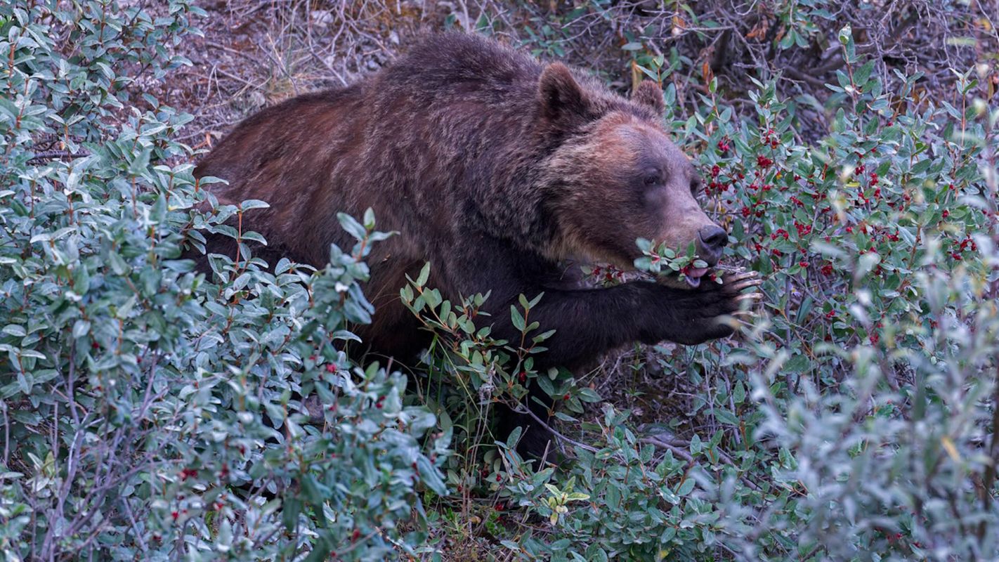 "Bears don’t just eat huckleberries."