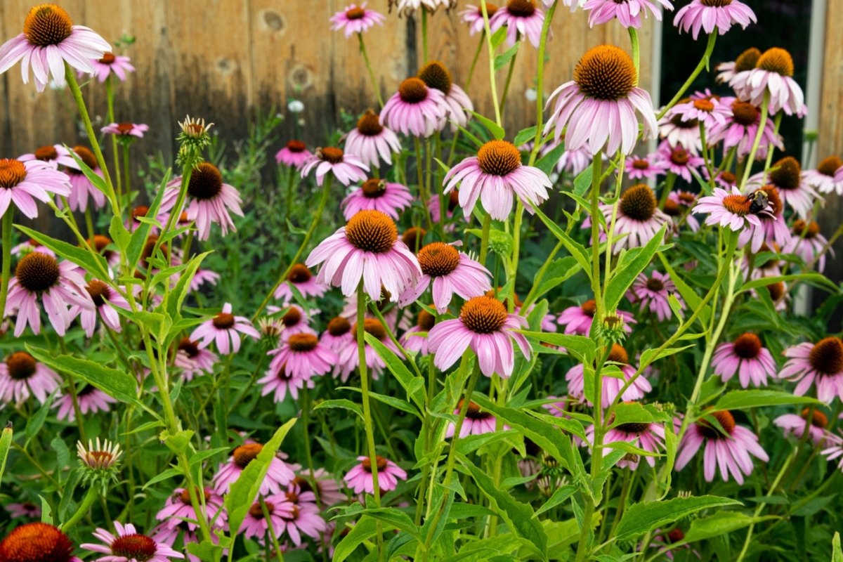 "And that, folks, is what native planting is all about."