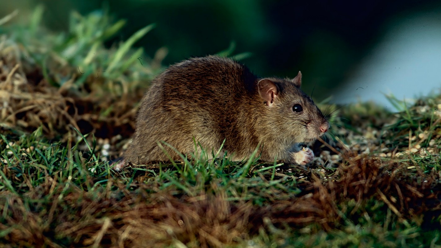 The new laws governing rodenticide use have had a notable negative effect.