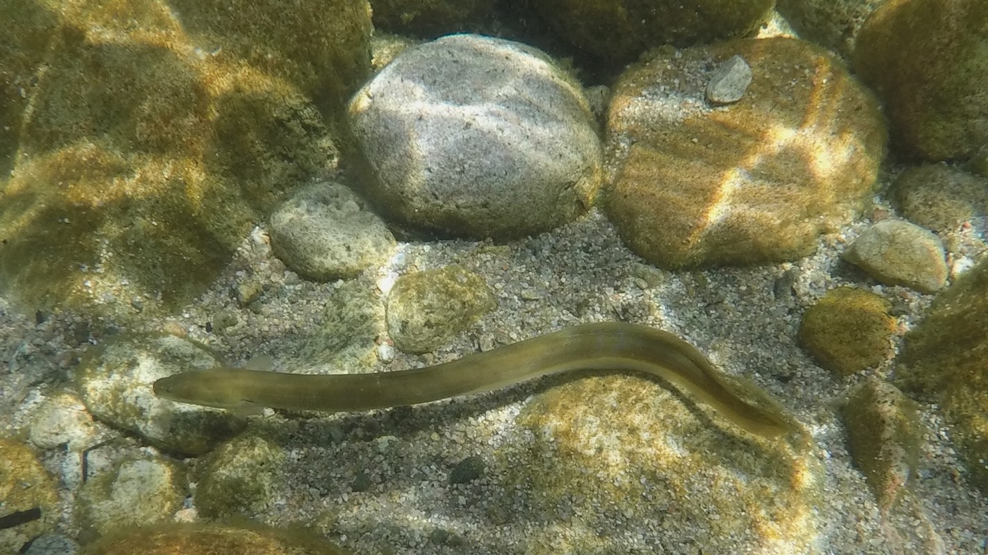 Drastic shifts in animal behavior like the glass eels’ fluctuating migration patterns can often be attributed to significant changes to the environment.