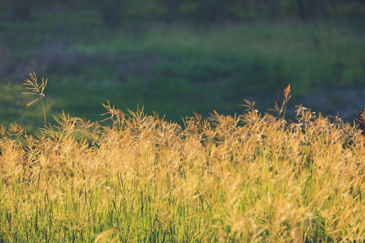 "Buffalo grass is a great choice."