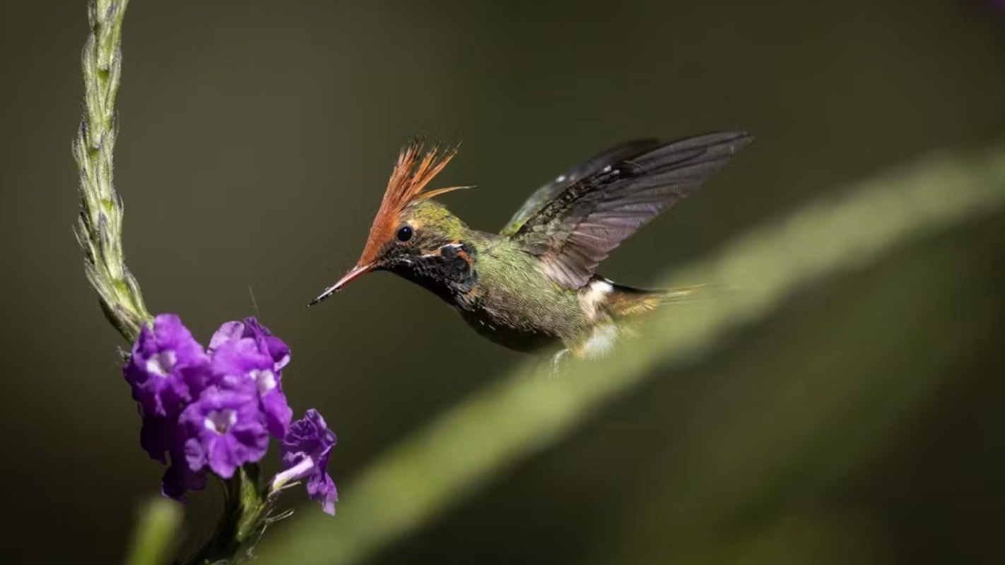 “Finding them in a region with significant human populations is extraordinary.”