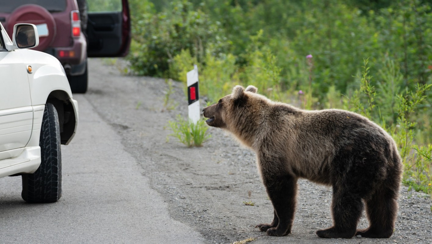 Grizzly bear on the side of the road