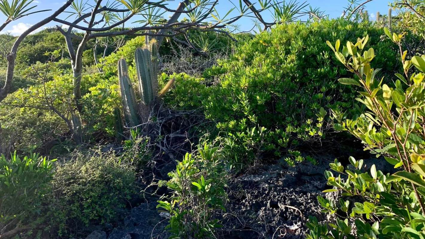 Its near environmental destruction is the result of numerous factors, including mice that had been introduced to the island, former phosphate mining, and hurricane destruction.