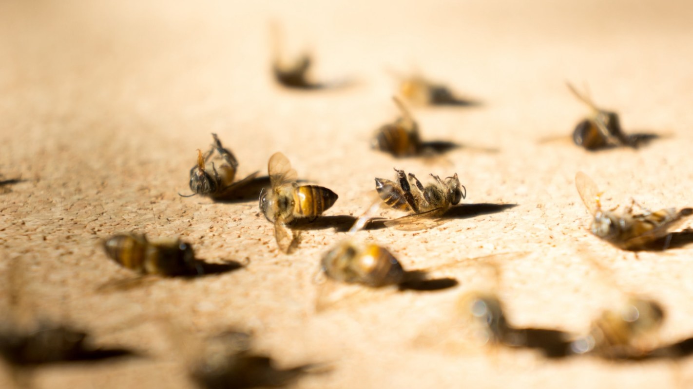 "There should be no place in this country for pesticides that poison our bees, period."