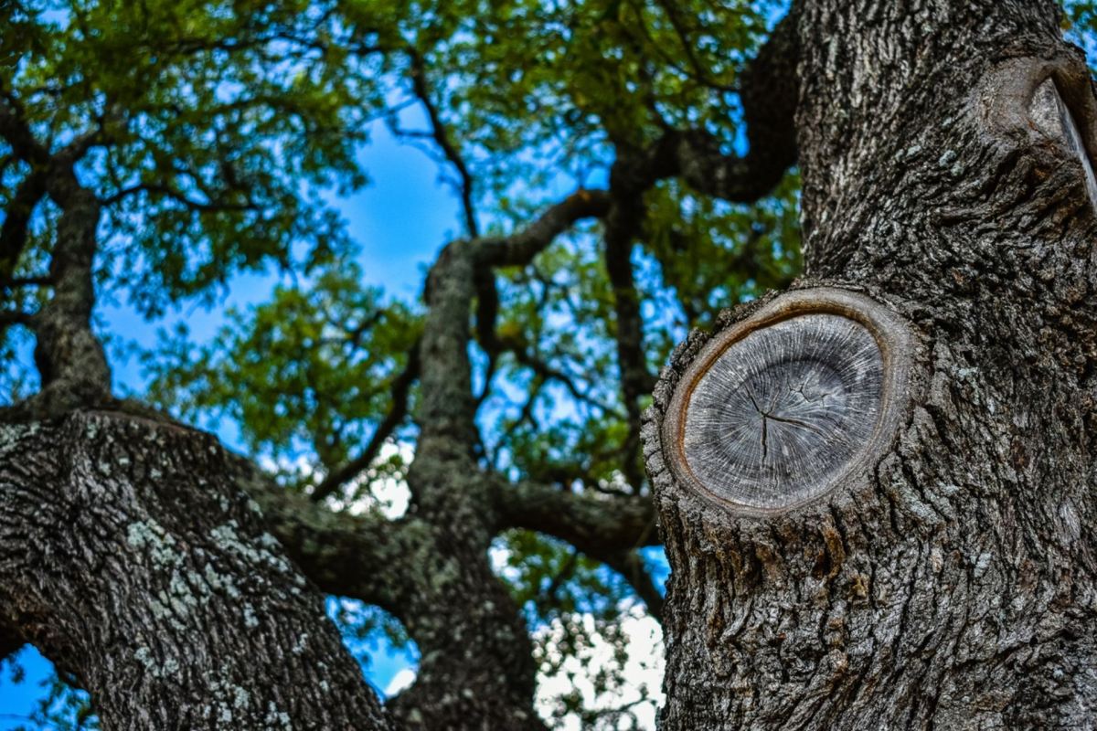 "You will slowly kill your beautiful tree."