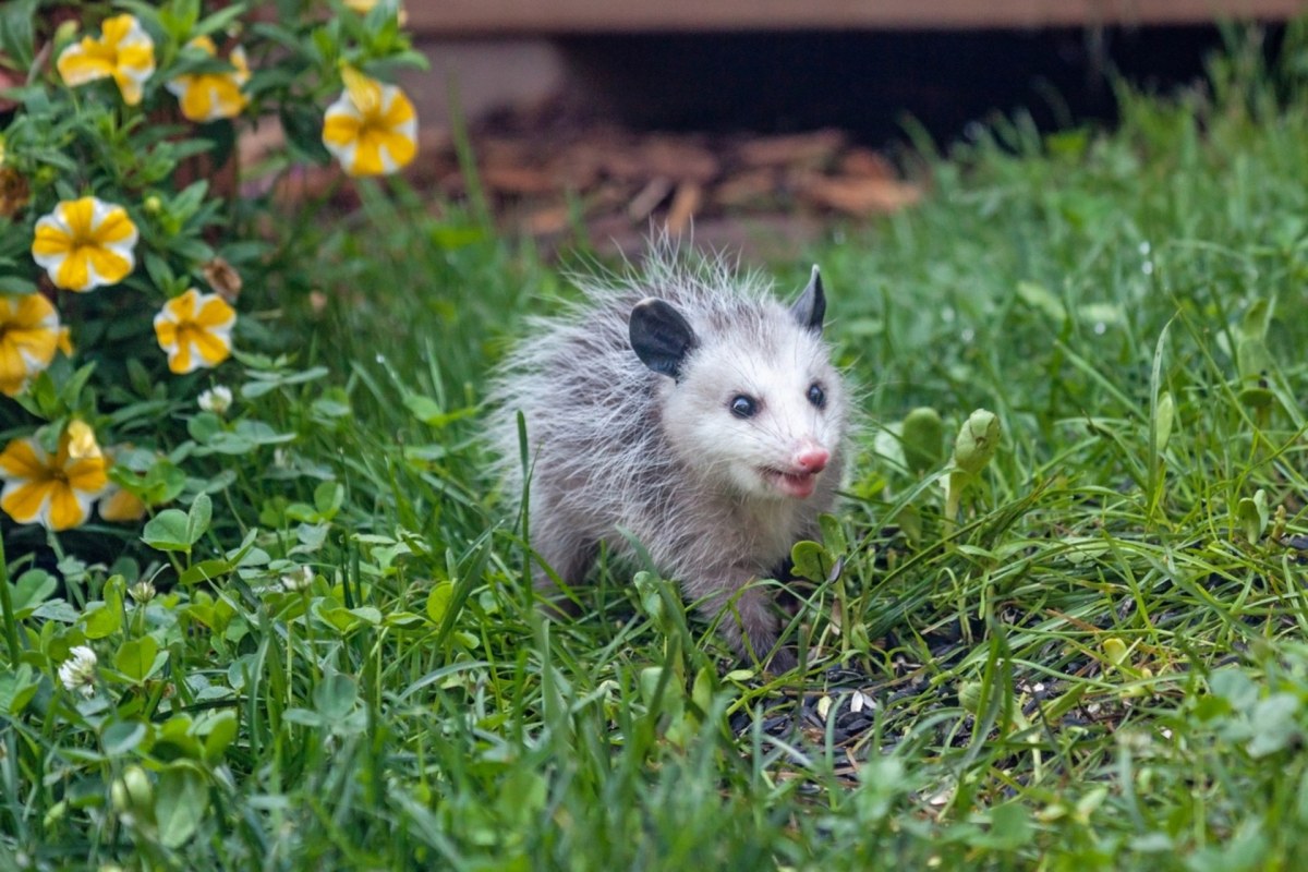 "My neighbors caught this on their bird feeder camera."